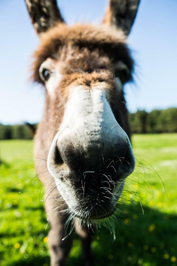 Hotel Clissmann Horse Caravans Glamping Rathdrum Esterno foto