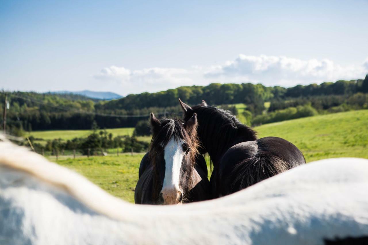 Hotel Clissmann Horse Caravans Glamping Rathdrum Esterno foto